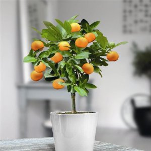 Miniature Orange Tree